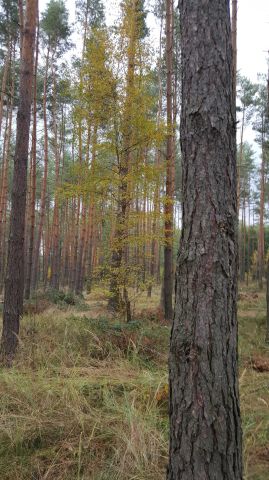 Działka budowlana Brzezinki, ul. Główna. Zdjęcie 2