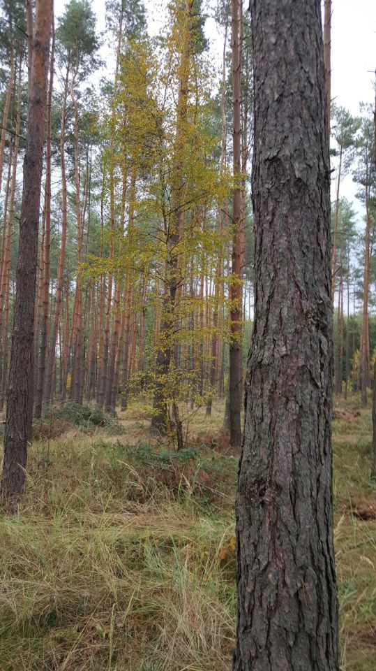 Działka budowlana Brzezinki, ul. Główna. Zdjęcie 2