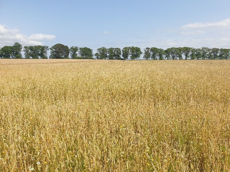 gospodarstwo Darzowice. Zdjęcie 7