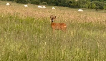 Działka budowlana Poręby