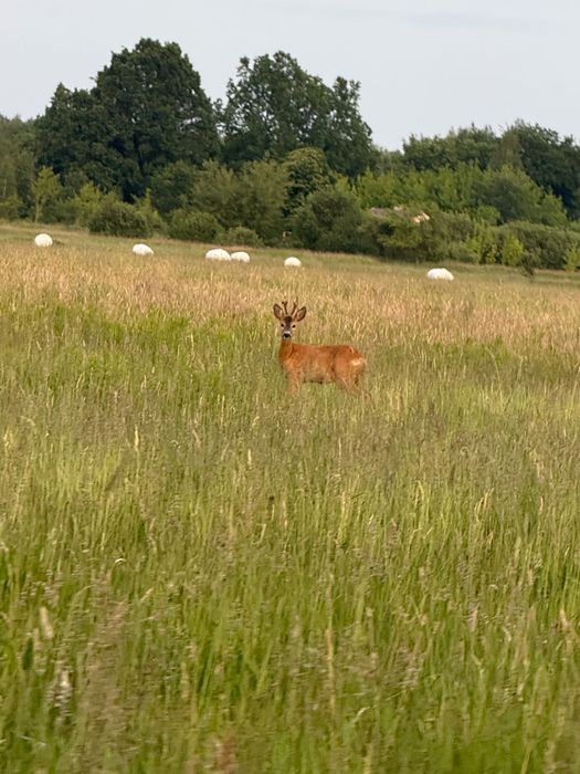 Działka budowlana Poręby. Zdjęcie 2