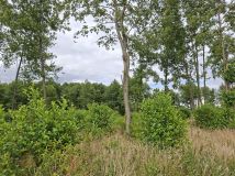 Działka rolno-budowlana Karolewo. Zdjęcie 1