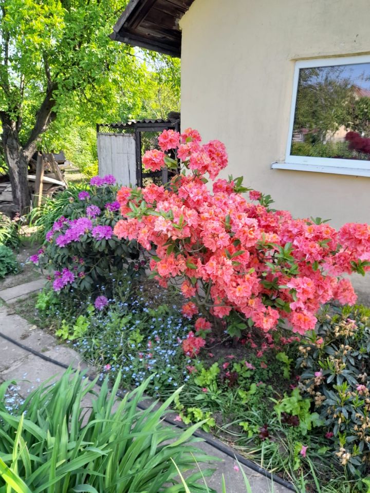 Działka rod Lubin Przylesie, ul. Józefa Piłsudskiego. Zdjęcie 2