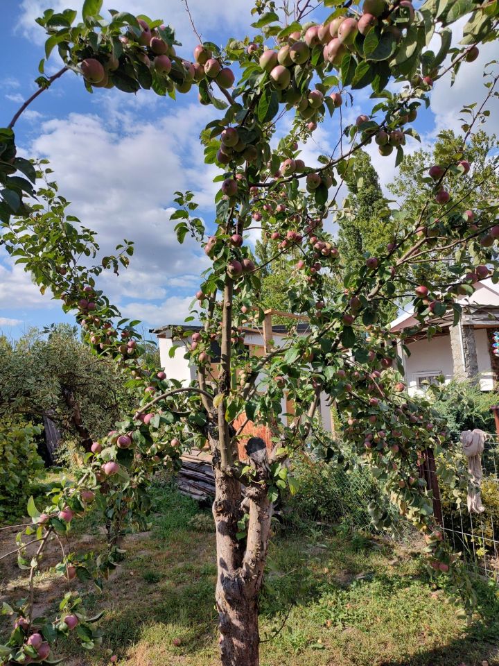 Działka rod Stargard, ul. Klonowa. Zdjęcie 3