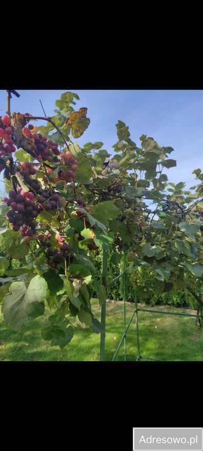 Działka rod Konin, ul. Świętojańska. Zdjęcie 2