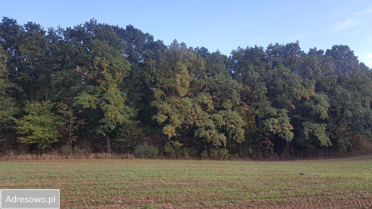 Działka siedliskowa Dębówka, ul. Podleśna