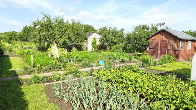 Działka rod Dąbrowa. Zdjęcie 1