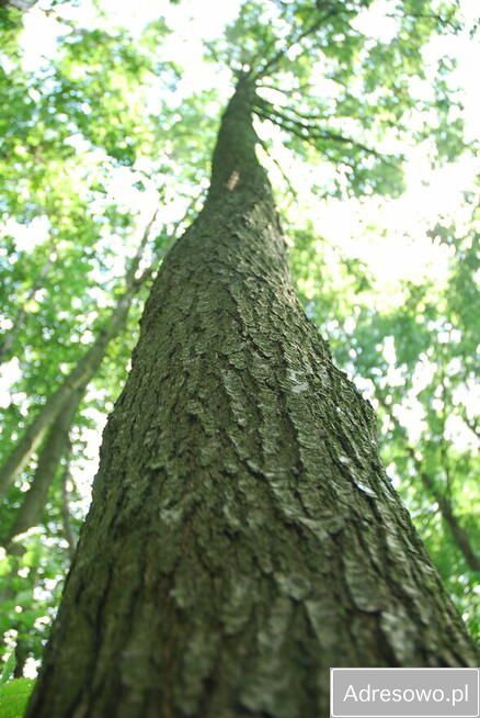Działka leśna Garki. Zdjęcie 6