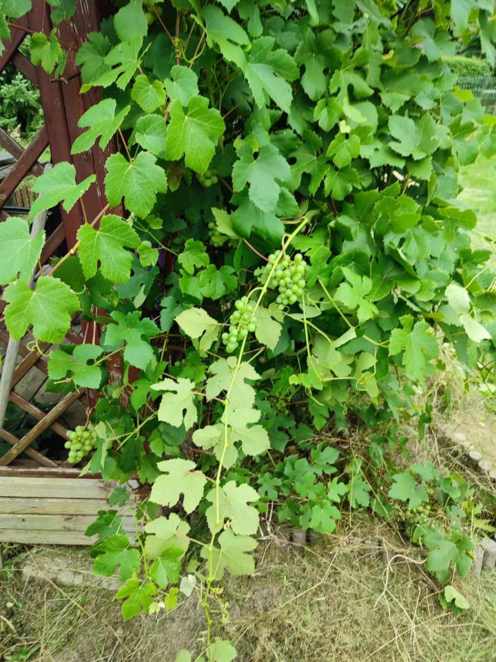 Działka rod Gdańsk Owczarnia, ul. Owczarnia. Zdjęcie 3