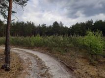 Działka leśna Ponikła. Zdjęcie 3