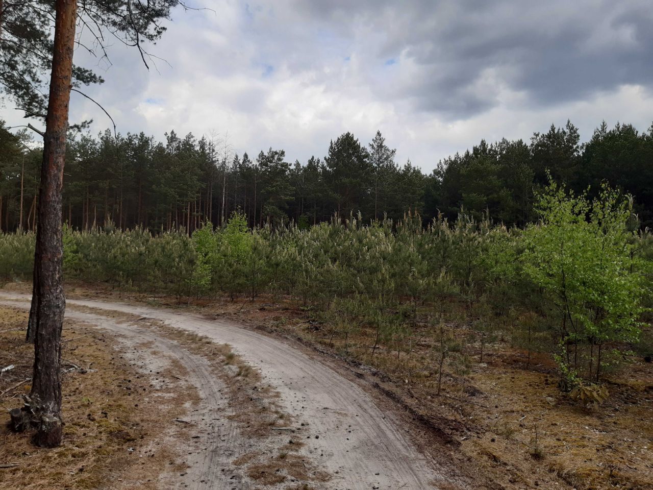 Działka leśna Ponikła. Zdjęcie 4