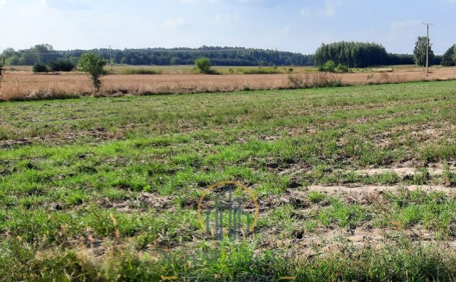 Działka rolna Rudno. Zdjęcie 6