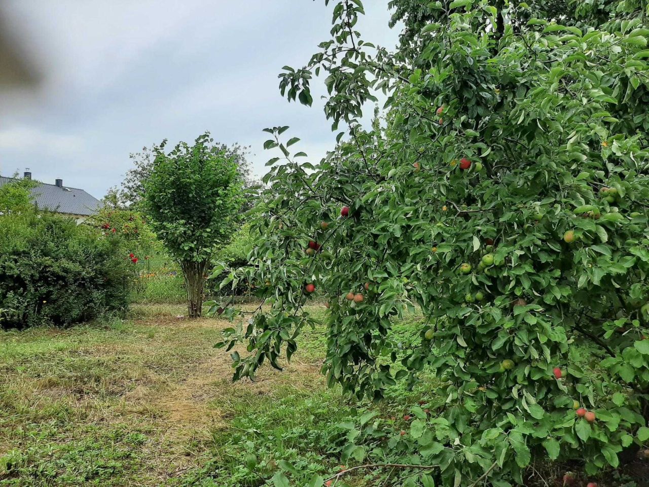 Działka rod Piła. Zdjęcie 6