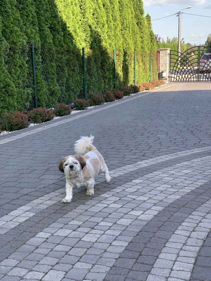 dom wolnostojący, 6 pokoi Strzegom, ul. Malinowa. Zdjęcie 13