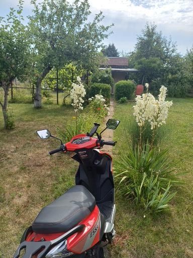 Działka rod Szczecin Krzekowo, ul. Waleriana Łukasińskiego. Zdjęcie 6