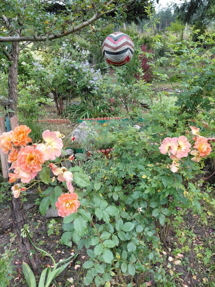 dom wolnostojący, 4 pokoje Sierpowo. Zdjęcie 22