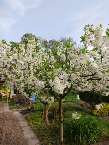 Działka rod Brzeg Centrum, ul. Kardynała Wyszyńskiego. Zdjęcie 1