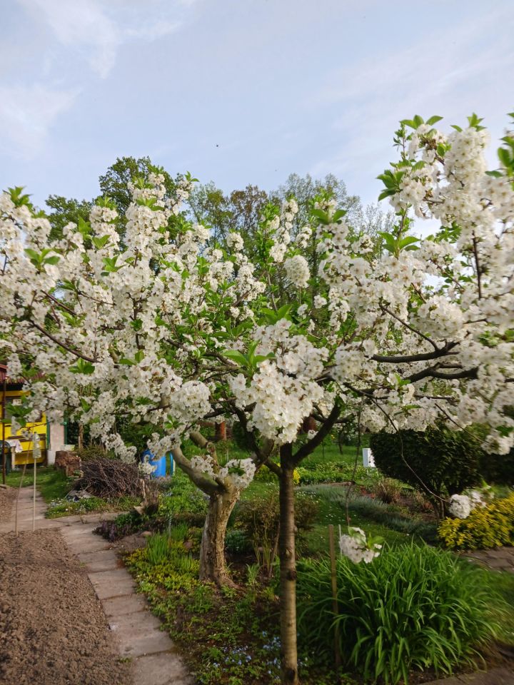 Działka rod Brzeg Centrum, ul. Kardynała Wyszyńskiego