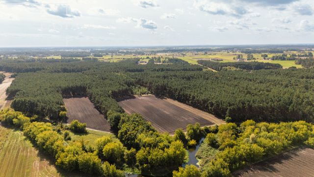 Działka leśna Maurzyce. Zdjęcie 2