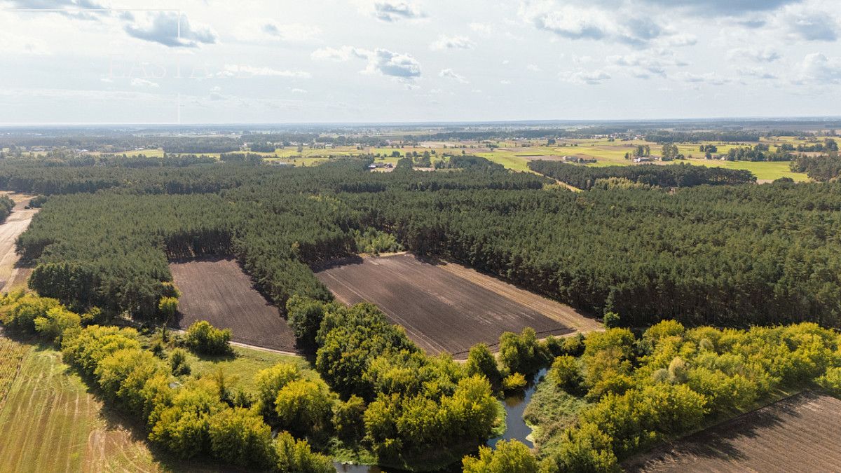 Działka leśna Maurzyce. Zdjęcie 2
