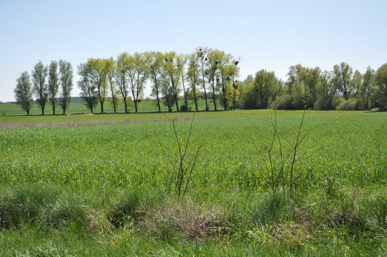 Działka rolna Jabłowo Pałuckie. Zdjęcie 5