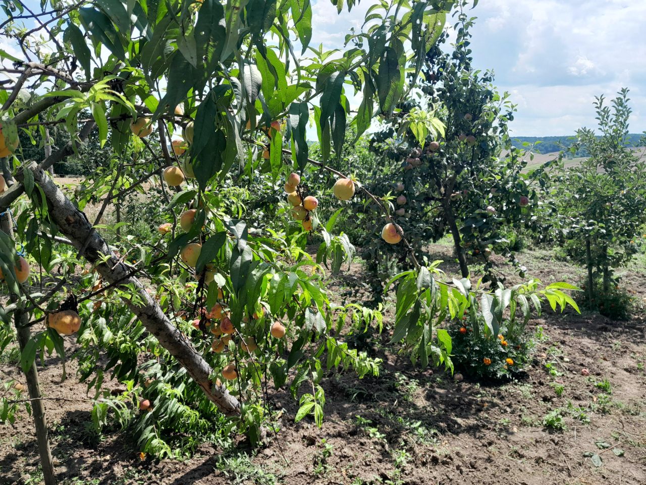 dom wolnostojący, 5 pokoi Grabowiec-Góra. Zdjęcie 8