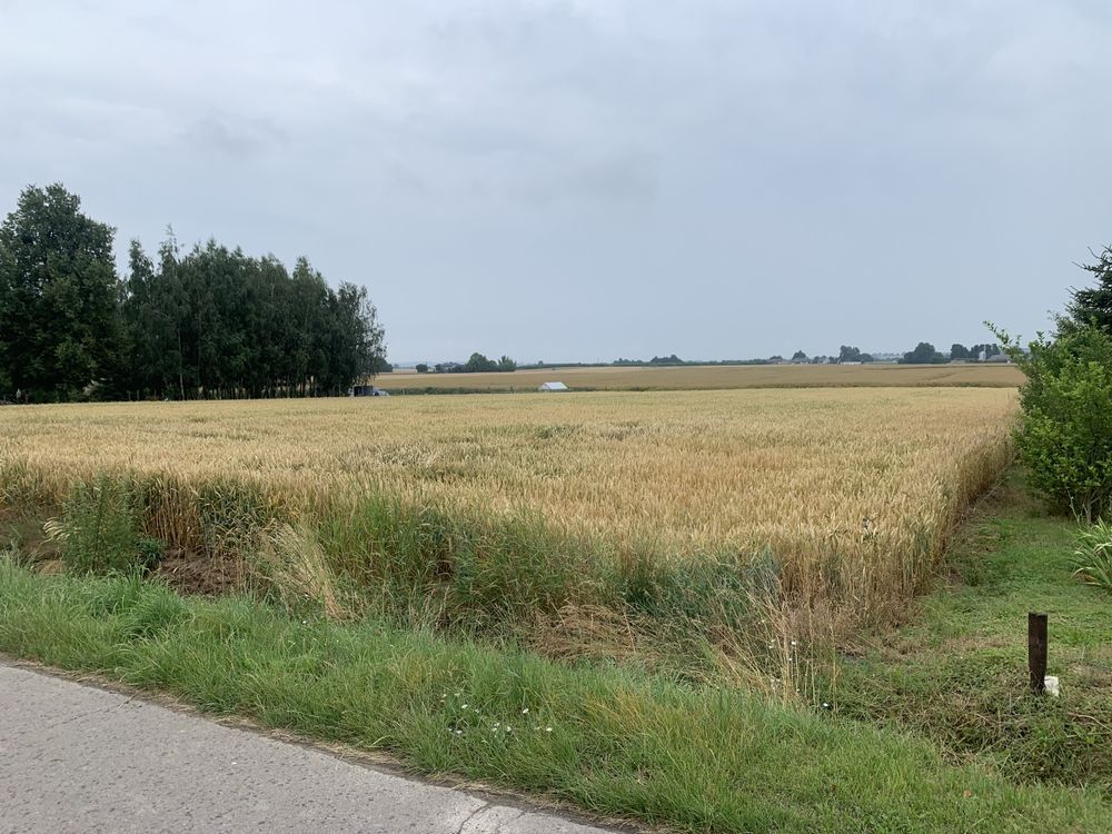 Działka rolno-budowlana Stężyca-Kolonia. Zdjęcie 5