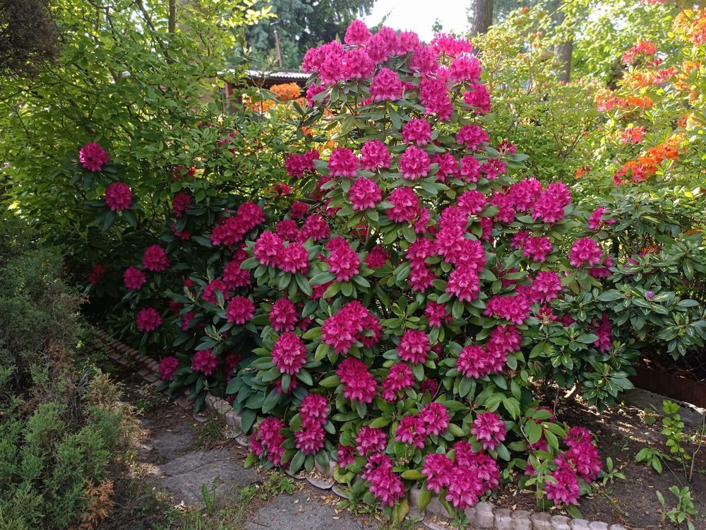 Działka rod Łódź Radogoszcz, ul. Krecia. Zdjęcie 6