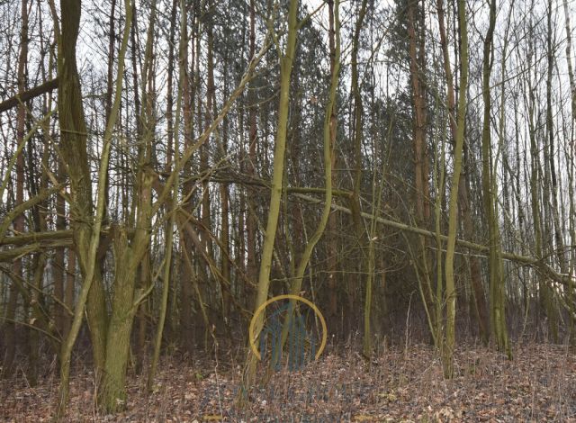 Działka leśna Jawidz. Zdjęcie 1