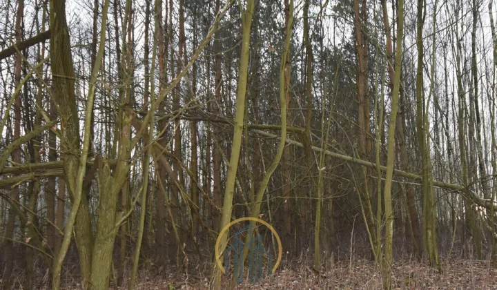 Działka leśna Jawidz