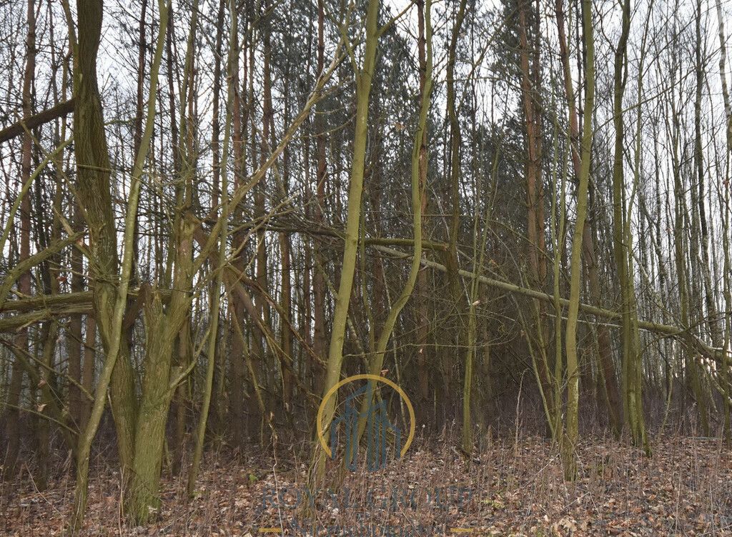 Działka leśna Jawidz. Zdjęcie 1