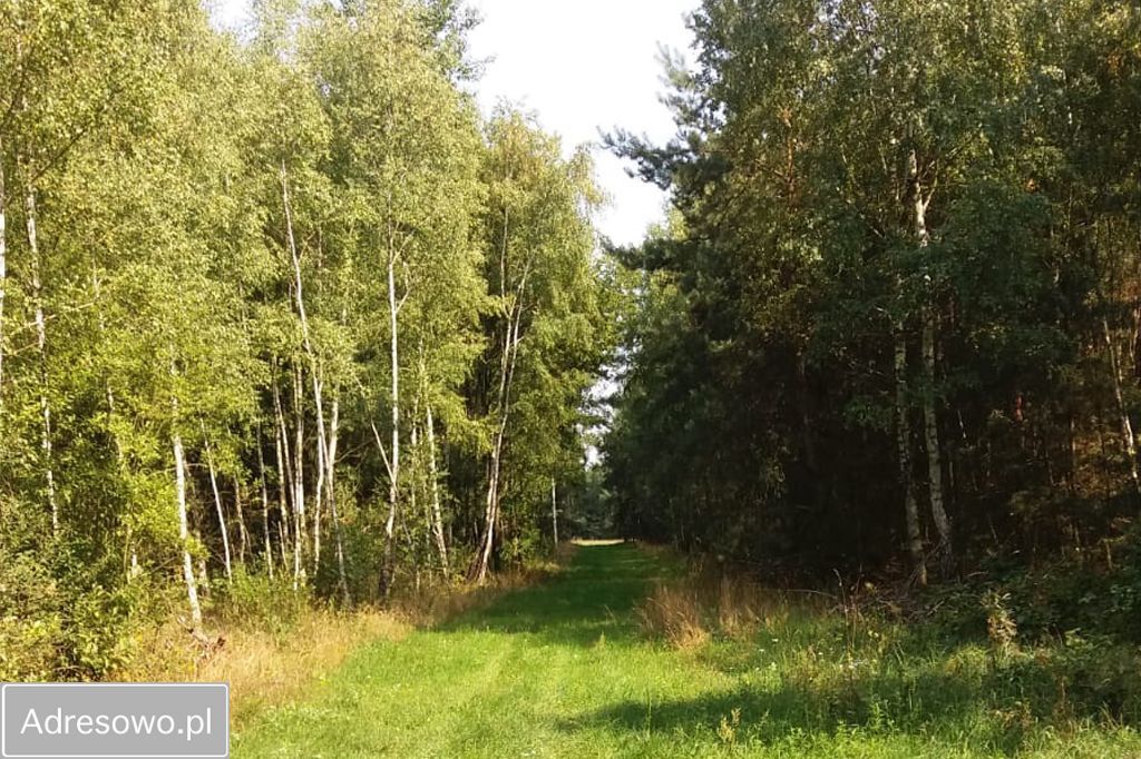 Działka rolno-budowlana Pałki. Zdjęcie 6