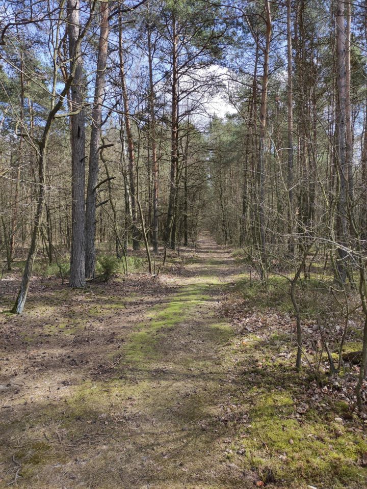 Działka leśna Nowe Łubki. Zdjęcie 5