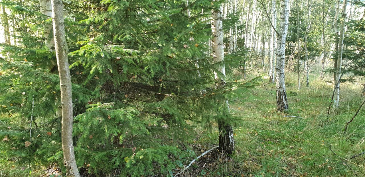 Działka budowlana Wambierzyce Górne Wambierzyce, Sosnowa. Zdjęcie 8
