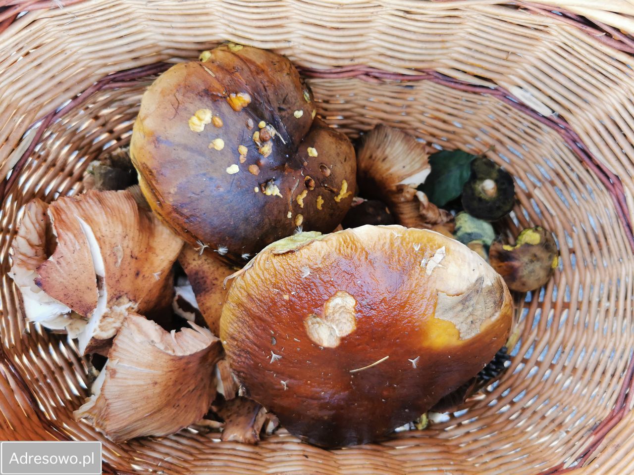 dom letniskowy, 3 pokoje Droginia. Zdjęcie 8