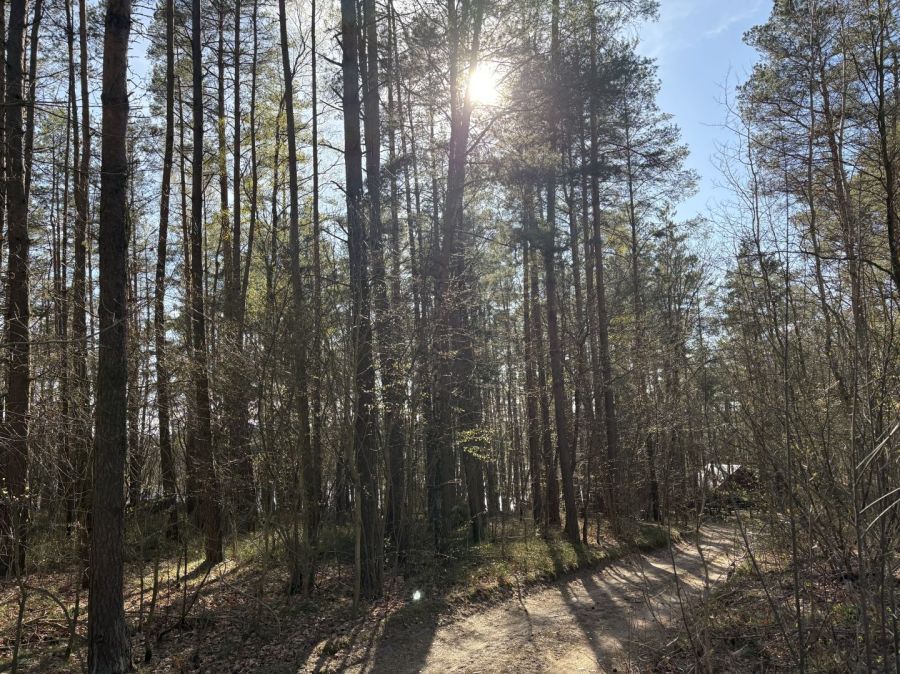 Działka leśna Żukowo. Zdjęcie 2