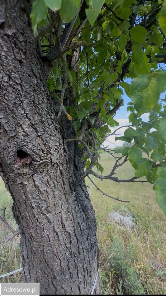 Działka siedliskowa Bałdrzychów. Zdjęcie 3