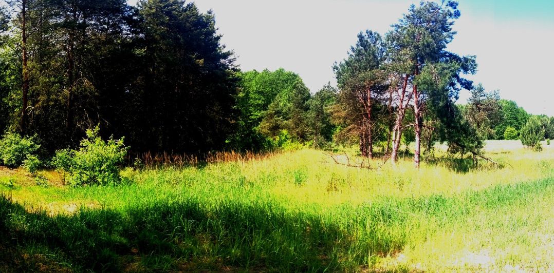 Działka siedliskowa Rosocha-Kolonia. Zdjęcie 2