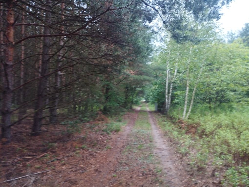 Działka budowlana Mieszkowo. Zdjęcie 5