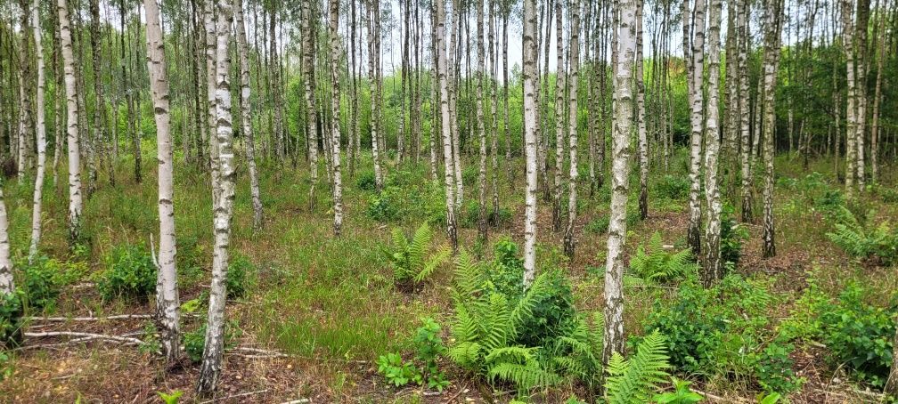 Działka budowlana Maków, ul. Sosnowa. Zdjęcie 4