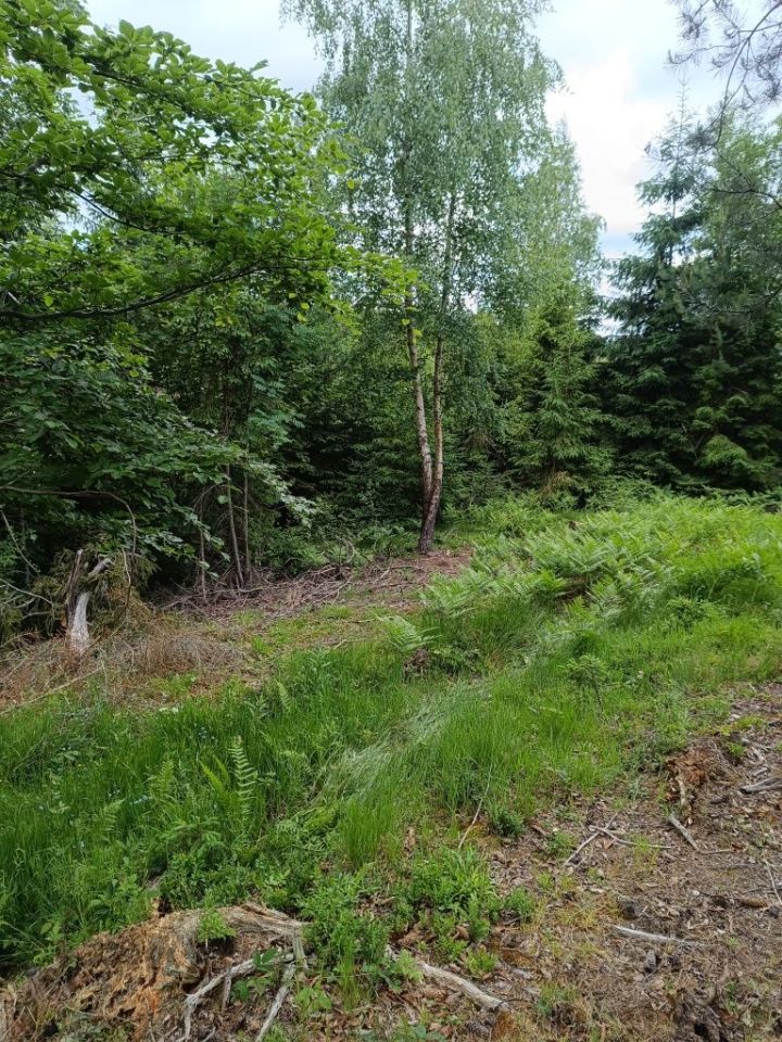 Działka leśna Ostrowsko. Zdjęcie 3