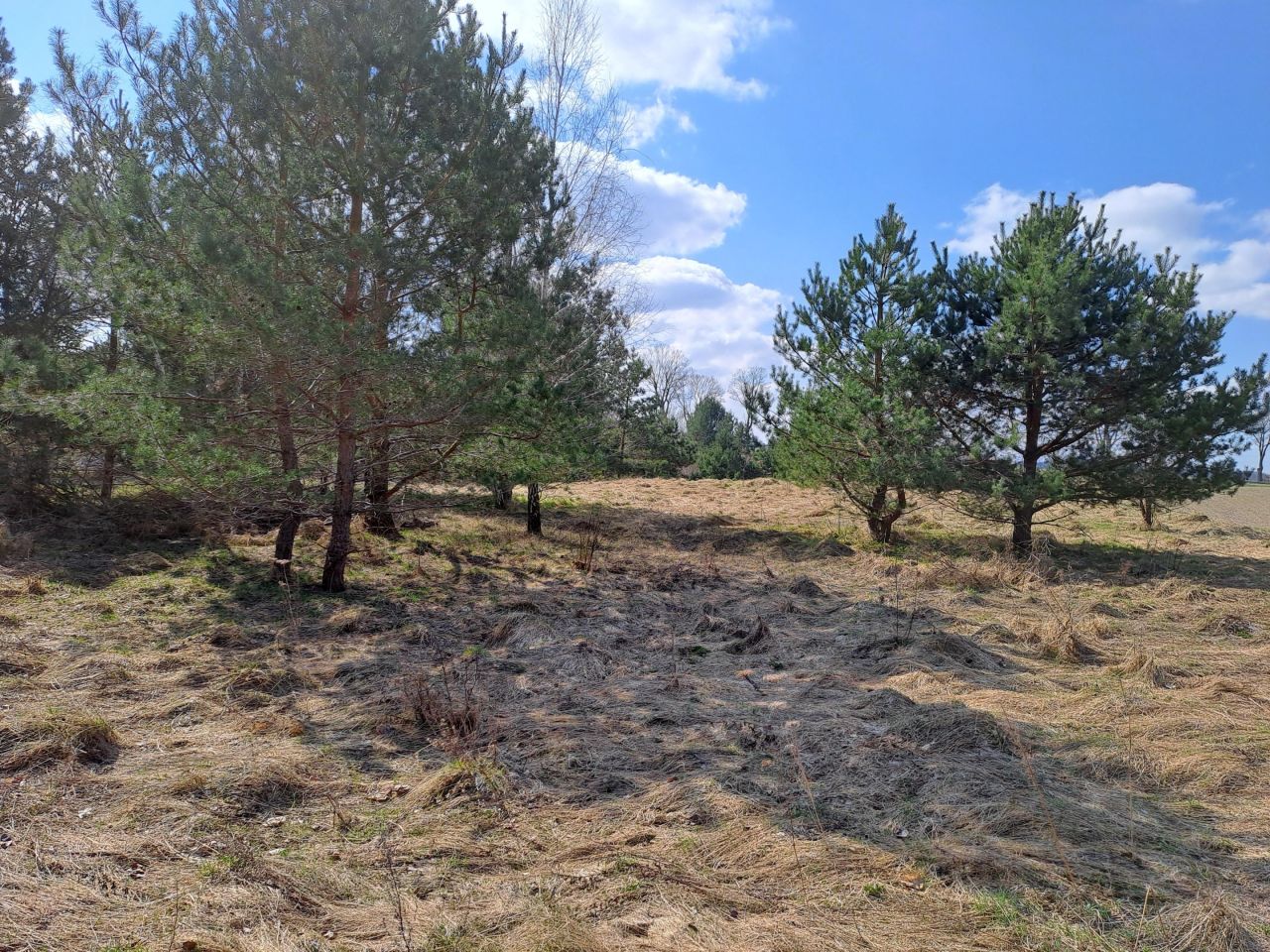 Działka rekreacyjna Dąbrówno, Wzgórze Letniskowe Dąbrowa. Zdjęcie 10