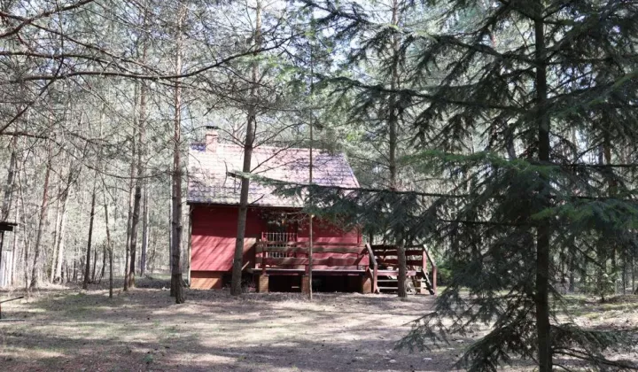 Działka leśna Polków-Daćbogi