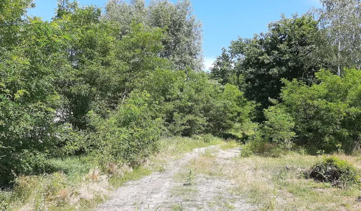 Działka budowlana Dąbrowica