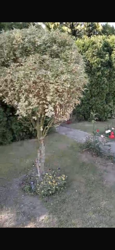 Działka rod Wieluń. Zdjęcie 3