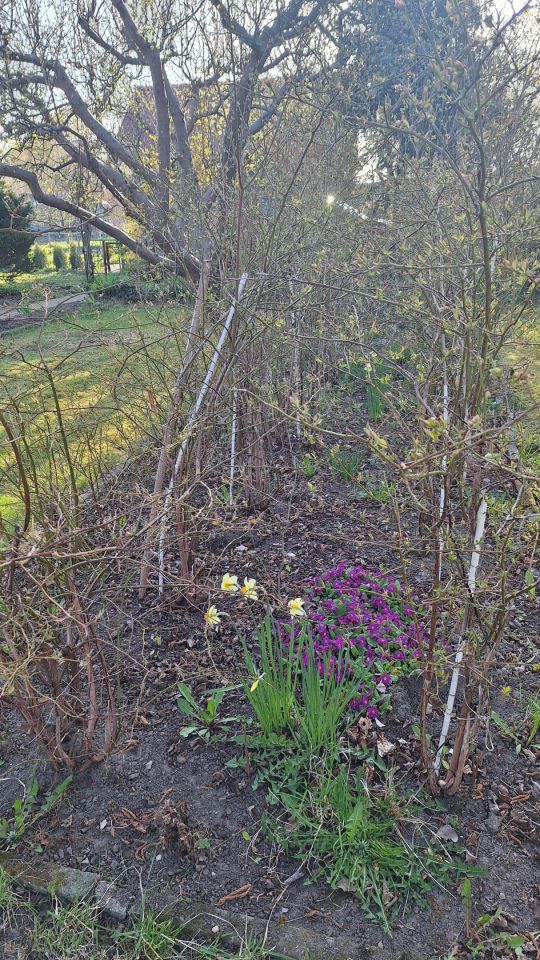 Działka rod Koszalin Północ, ul. Aleja Europejska. Zdjęcie 2