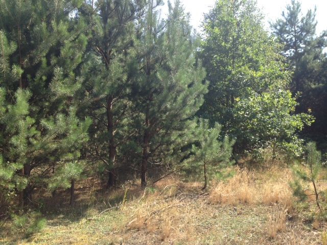 Działka budowlana Helenów. Zdjęcie 5