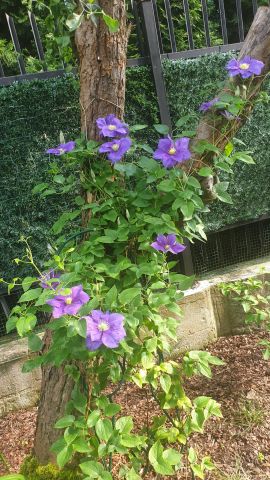 Działka rod Warszawa Marymont, ul. Klaudyny. Zdjęcie 17