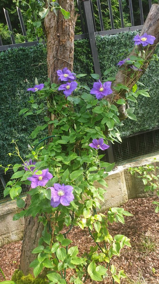 Działka rod Warszawa Marymont, ul. Klaudyny. Zdjęcie 17