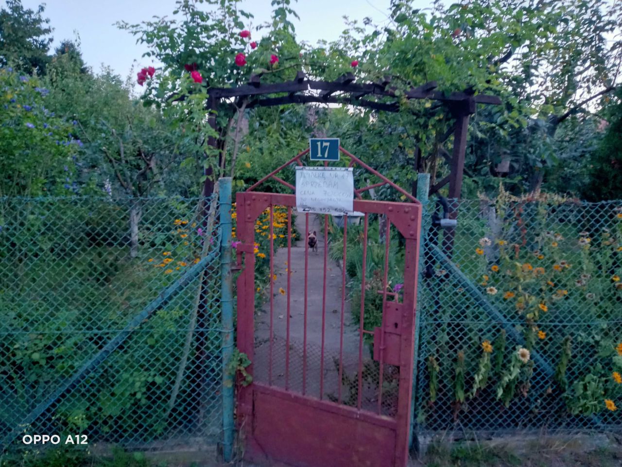 Działka rod Szczecin Pomorzany, ul. Przy Ogrodach. Zdjęcie 2